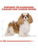 Cavalier King Charles Adult 1,5 kg