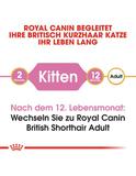 British Shorthair Kitten 400 g