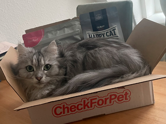 Graue Katze liegt entspannt in CheckForPet Futterbox