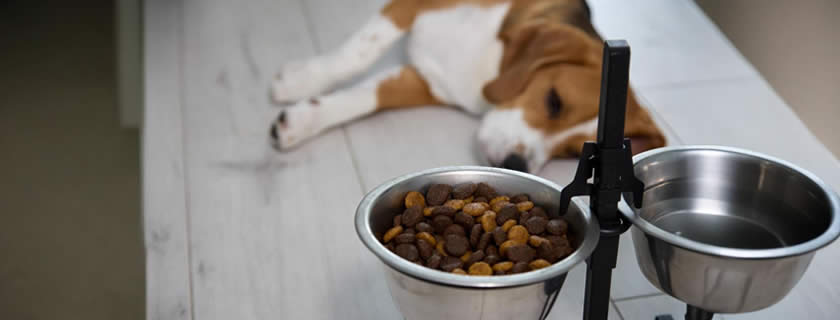 Hund verweigert Futter frisst aber Leckerlis